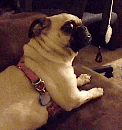 memedog